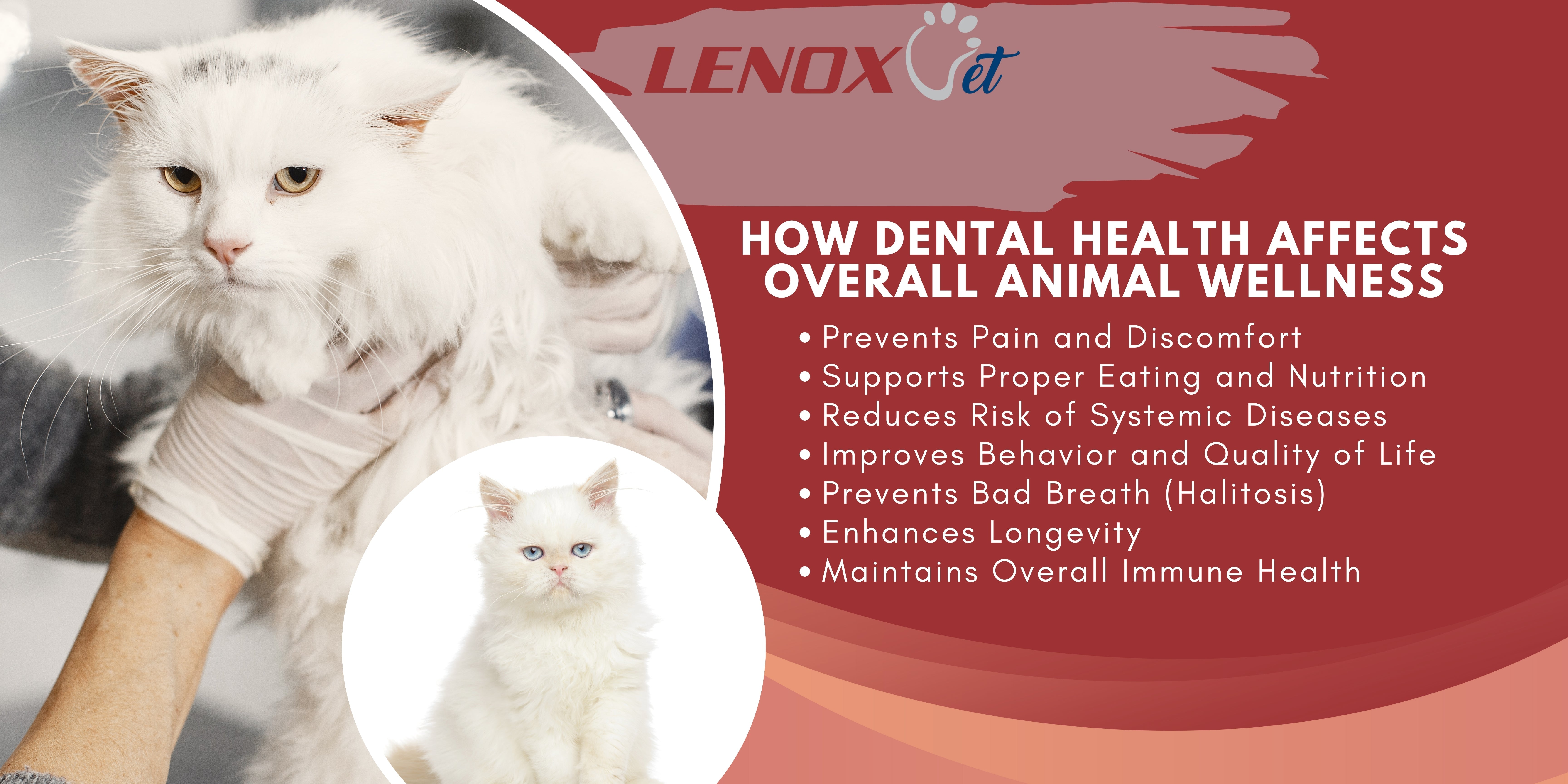 The Crucial Role of Veterinary Dental Health in Animal Care
