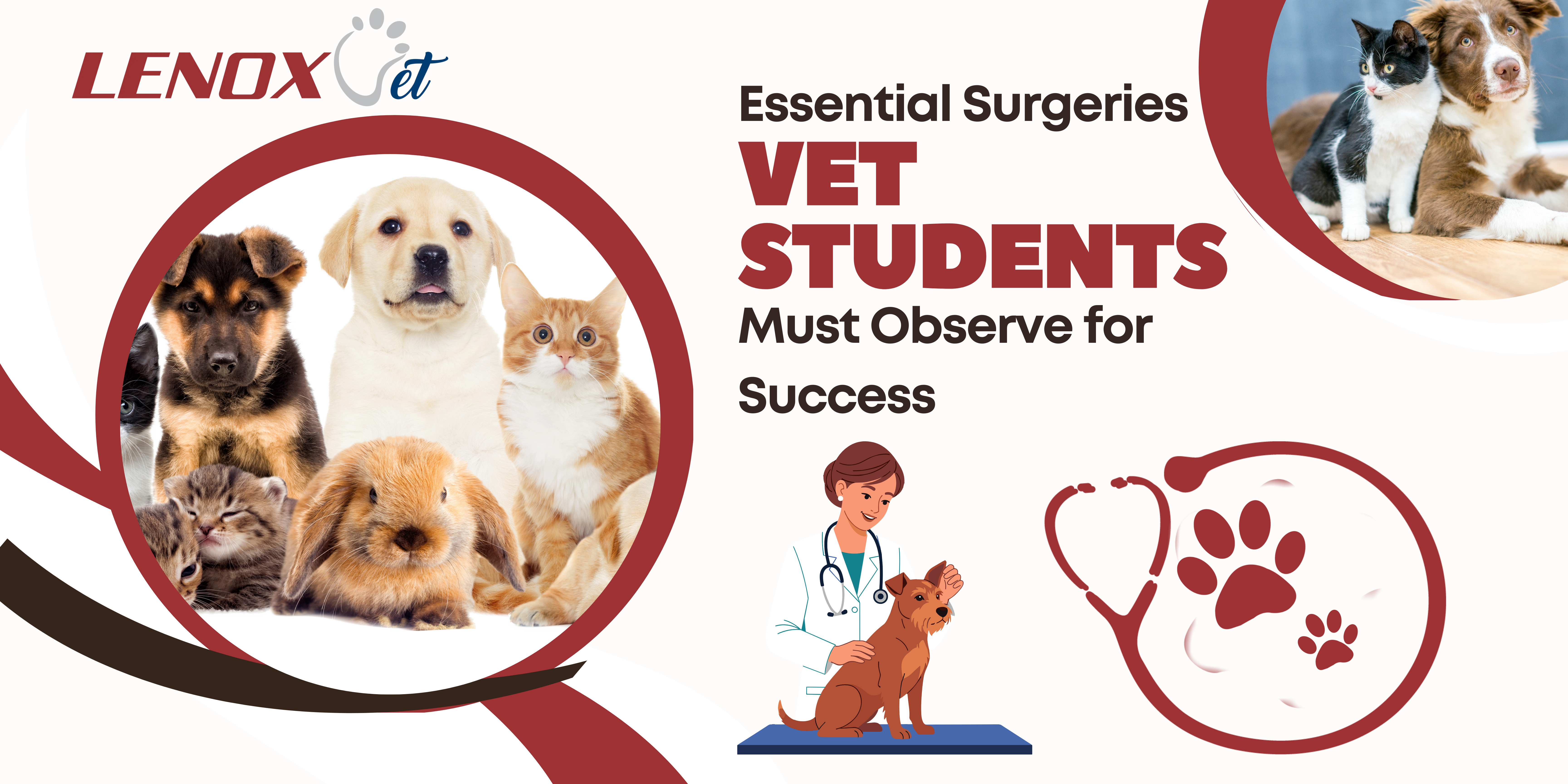 Essential Surgeries Vet Students Must Observe for Success