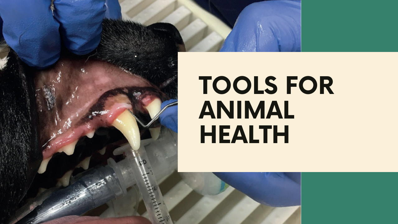 A Comprehensive Guide to Essential Veterinary Instruments: Tools for Animal Health